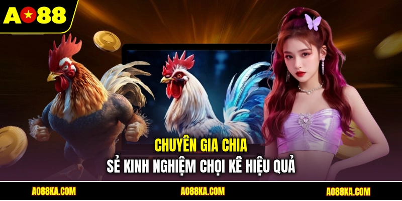 Chuyên gia chia sẻ kinh nghiệm chọi kê hiệu quả